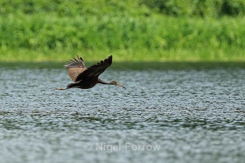 Limpkin flying, Rio Chagres, Panama - Limpkin