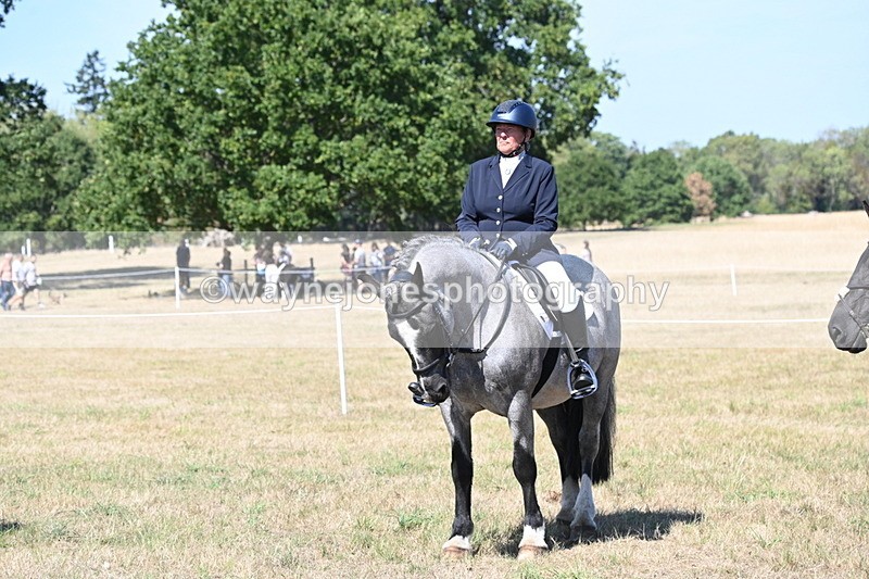 WJ6_9004 - Class 38 Ridden Riding Horse/Pony