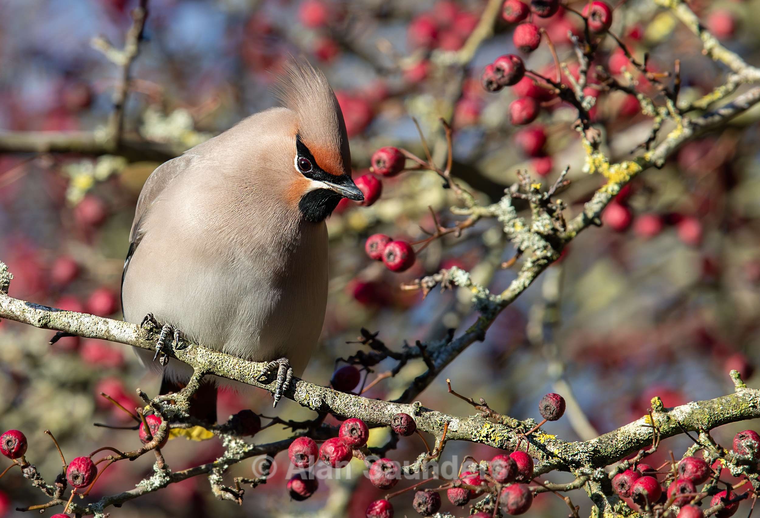 Waxwing 18