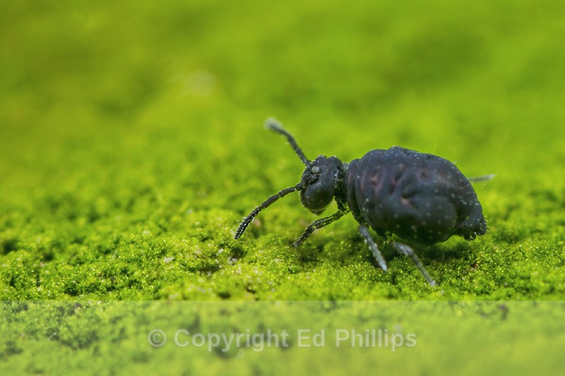 Sminthurinus niger - Sminthurinus niger