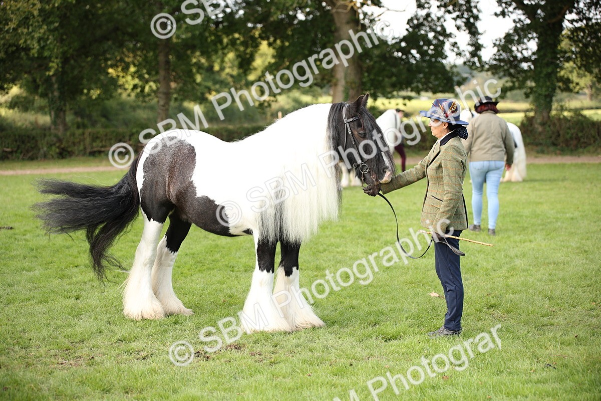 SBM_62284 - S55 - Traditional Cob In Hand