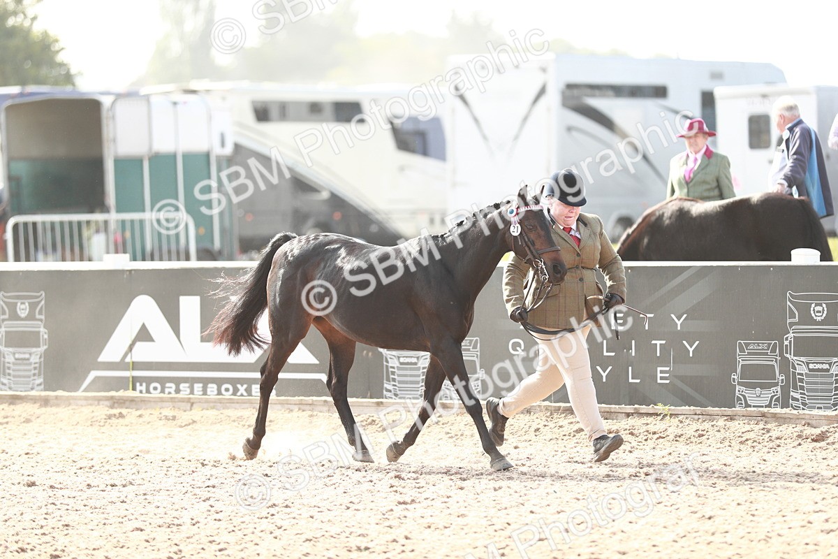 SBM_11030 - Class 205 IH Show Pony/ Show Hunter Pony