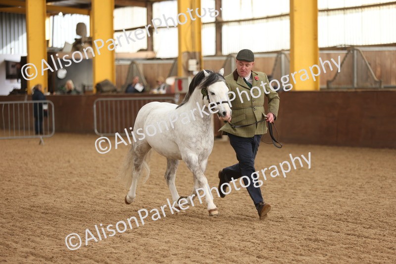 20251109-0533 - Class 20 - Stallions 4 Years and over