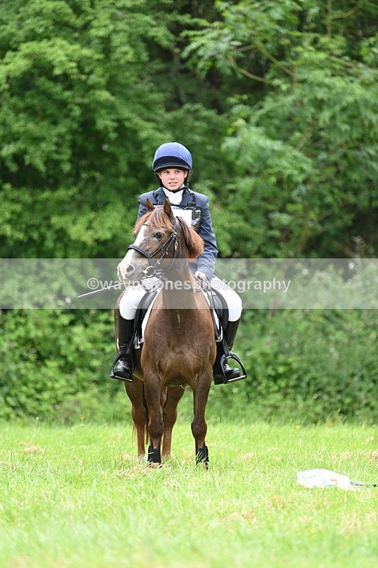 WJ7_3858 - Class 14A Handsome Gelding