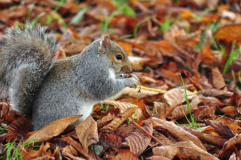 Autumn Squirrel 2 - Wildlife and Nature