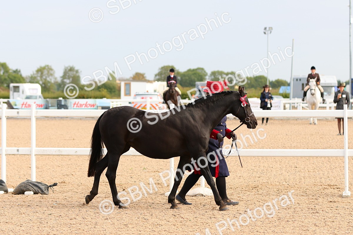 SBM_16589 - Class 702 - IH Show Horse - Pony