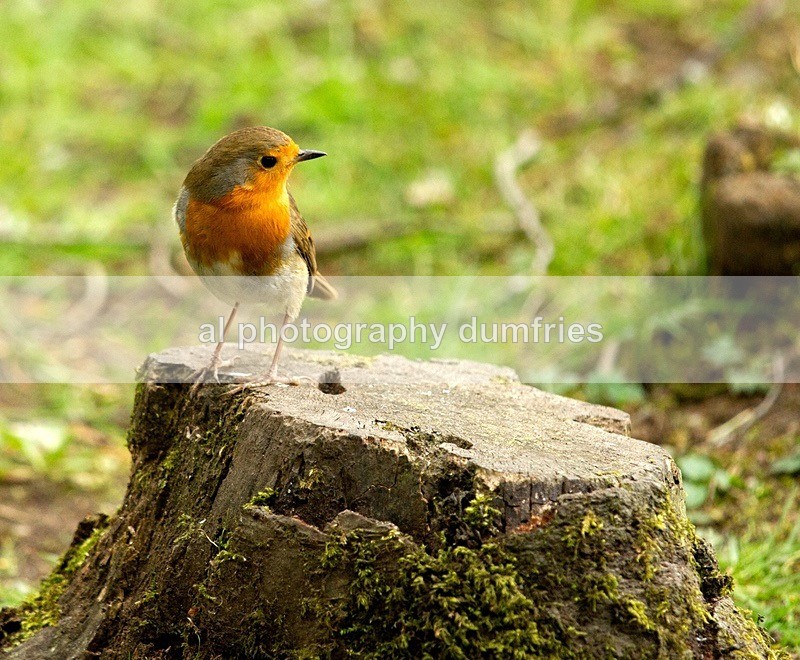 - Eskrigg Nature Reserve Lockerbie