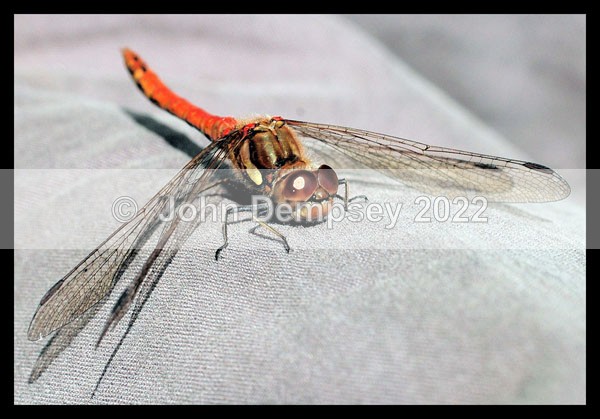 On my Trousers - Plants and Insects