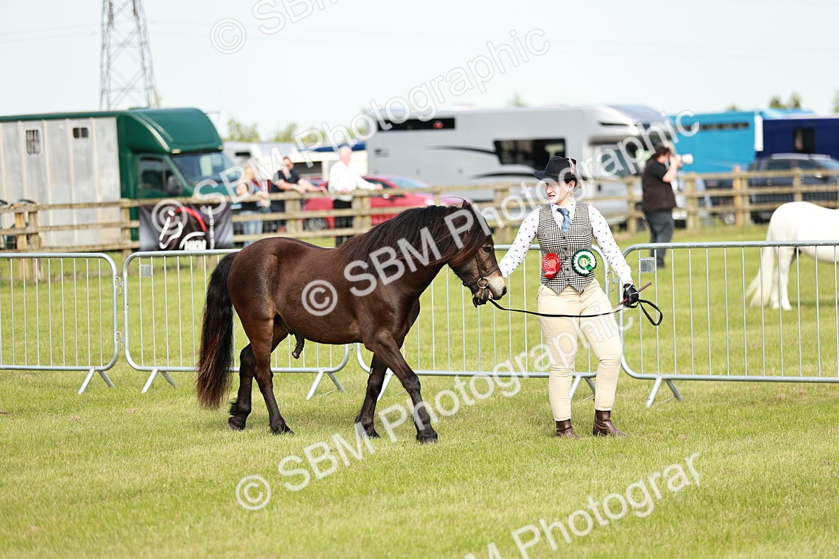 SBM_00631 - Class 14-23 - Mountain & Moorland In Hand Non Welsh