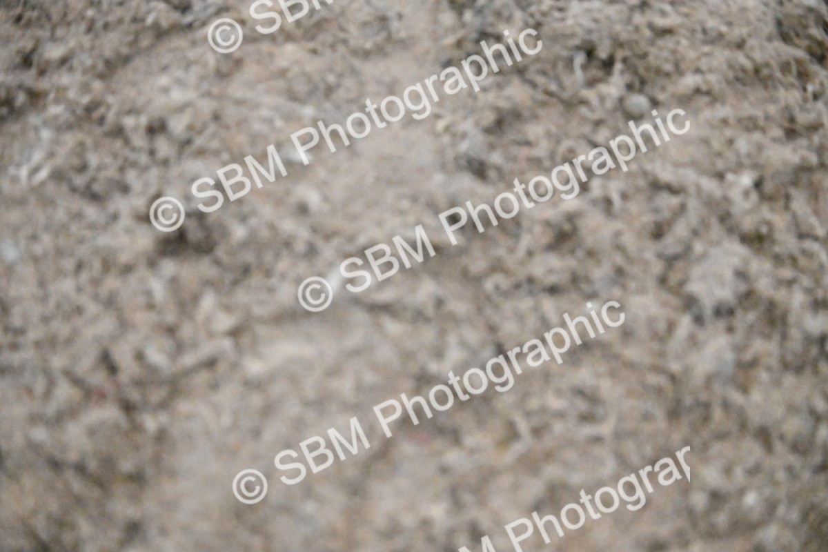 SBM_003023 - Class 37,38 - UKPSAF Performance Horse & Pony