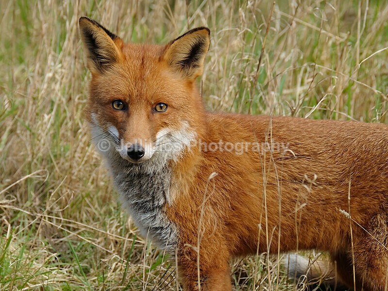  - Wildlife and Nature