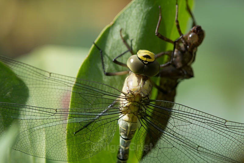 Just emerged - Wildlife