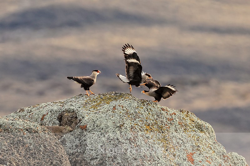 Crested Caracaras fighting, Torres del Paine, Chile - Crested Caracara