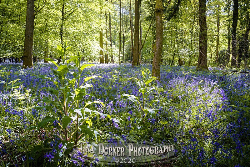 Bluebell Pools at Soudley - Spring & Summer in The Forest of Dean & Wye Valley and BLUEBELLS!
