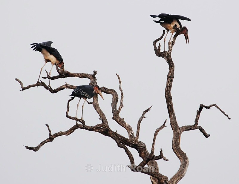 Marabou Stork trio - South Africa Birds and Mammals