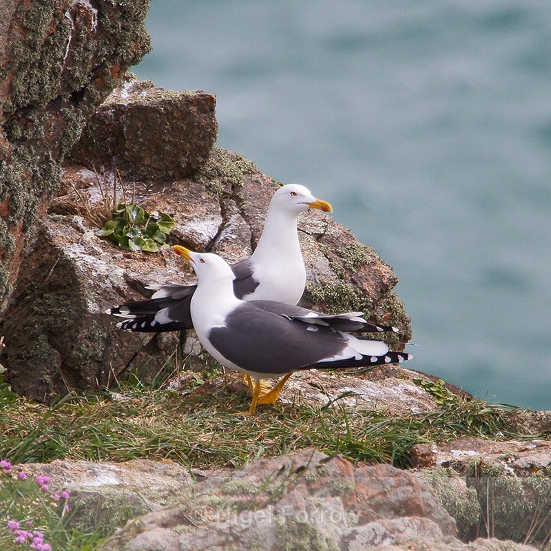 Lesser Black-backed Gulls - Lesser Black-backed Gull