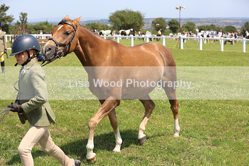JPP_2864 - Class 21: Working Hunter 60cm