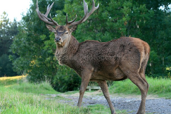 Red Deer _AN061 - Wildlife, Mammal Photography, Great Britain