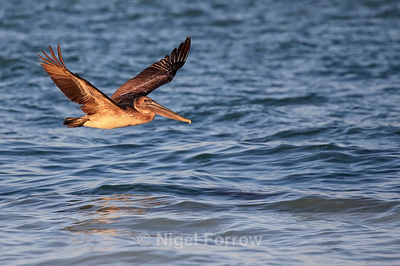Juvenile Brown Pelican flying low over water, Sanibel Island, Florida - Brown Pelican