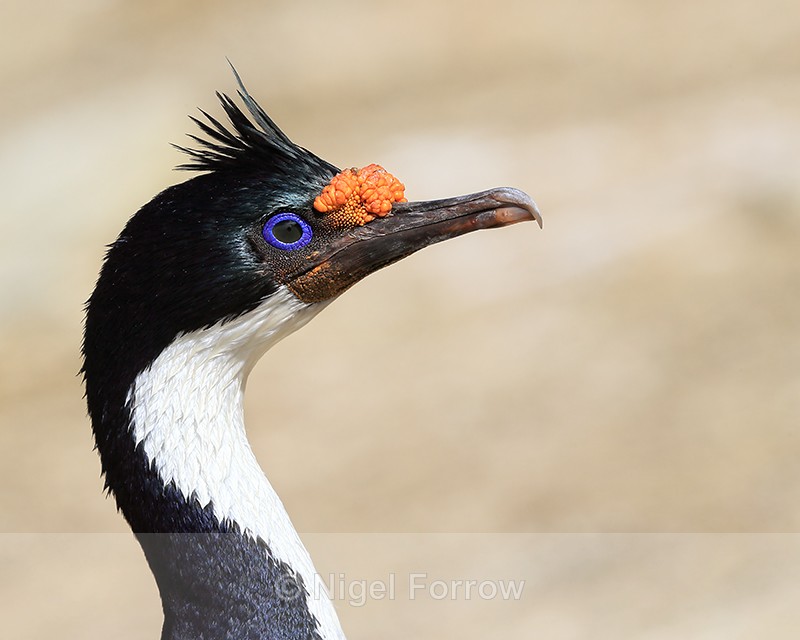 Imperial Shag head in profile, Carcass Island, Falklands - Imperial Shag