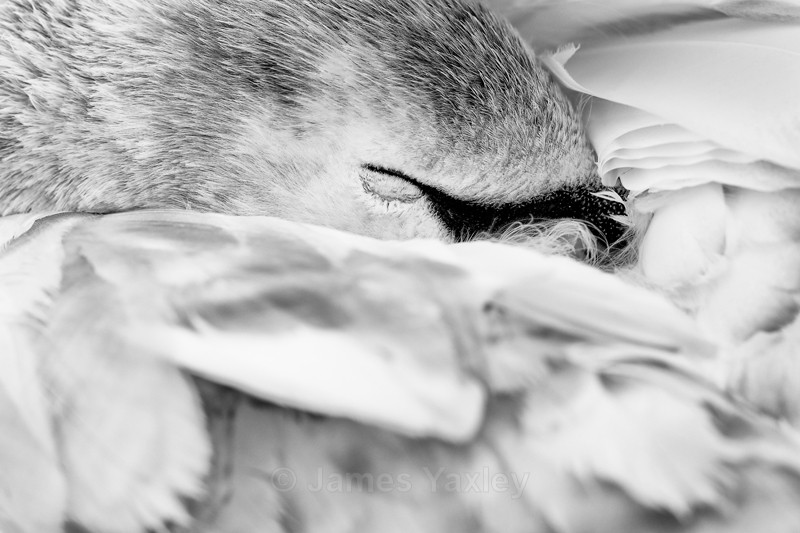 Mute Swan Mono - Latest Work