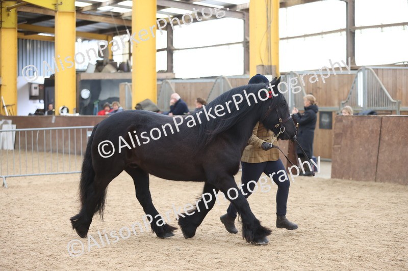 20251109-1073 - Class 29 - Geldings 4 Years and over