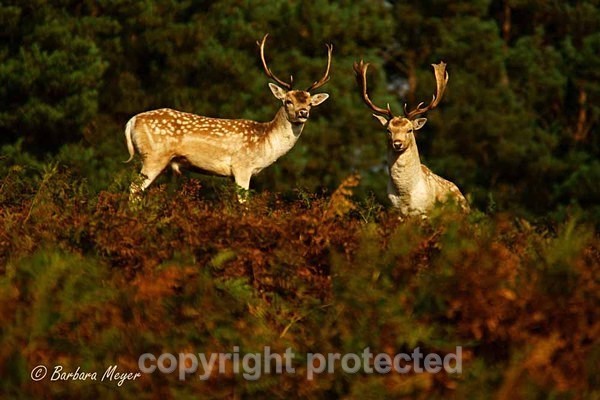Fallow Deer Stags - Bradgate Park - Bradgate Park