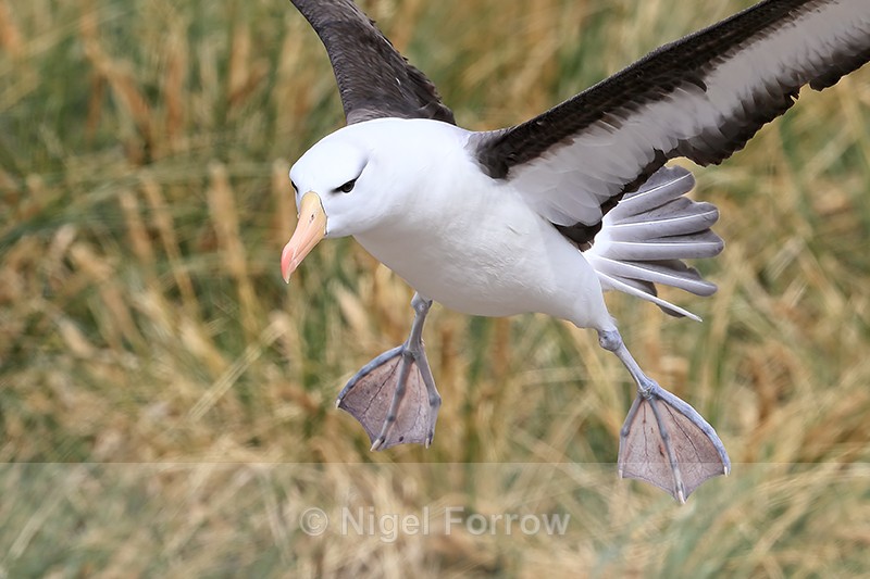 Black-browed Albatross landing close, West Point Island, Falklands - Black-browed Albatross
