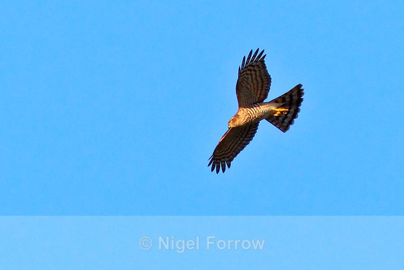 Sparrowhawk in flight over Stanpit Marsh - Sparrowhawk