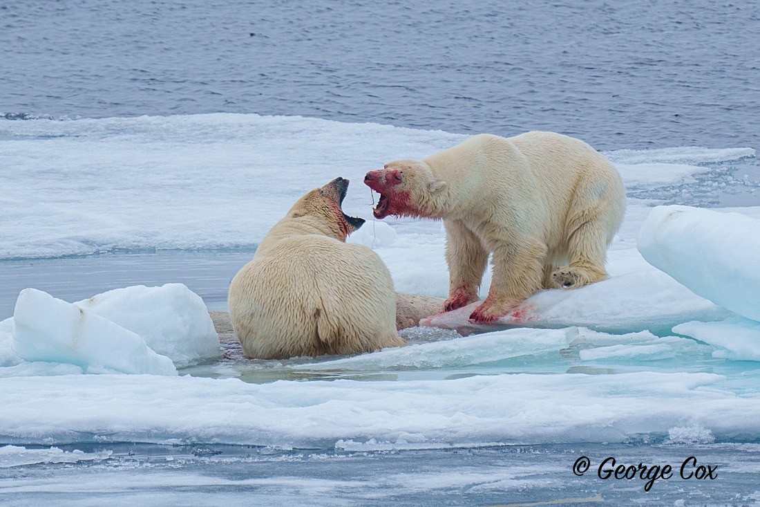 Polar Bear Fighting - Svalbard - Realm of the Polar Bear