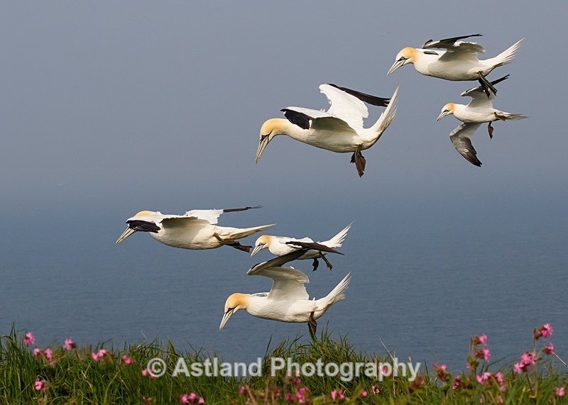 Astland Photography, Bird and Wildlife Images, Susan and Peter Wilson, U.K.