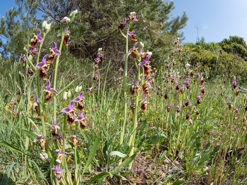 Apulian Ophrys (Ophrys fuciflora ssp apulica  also O. holoserica ssp apulica and O. apulica) - Gargano - Wild Orchids
