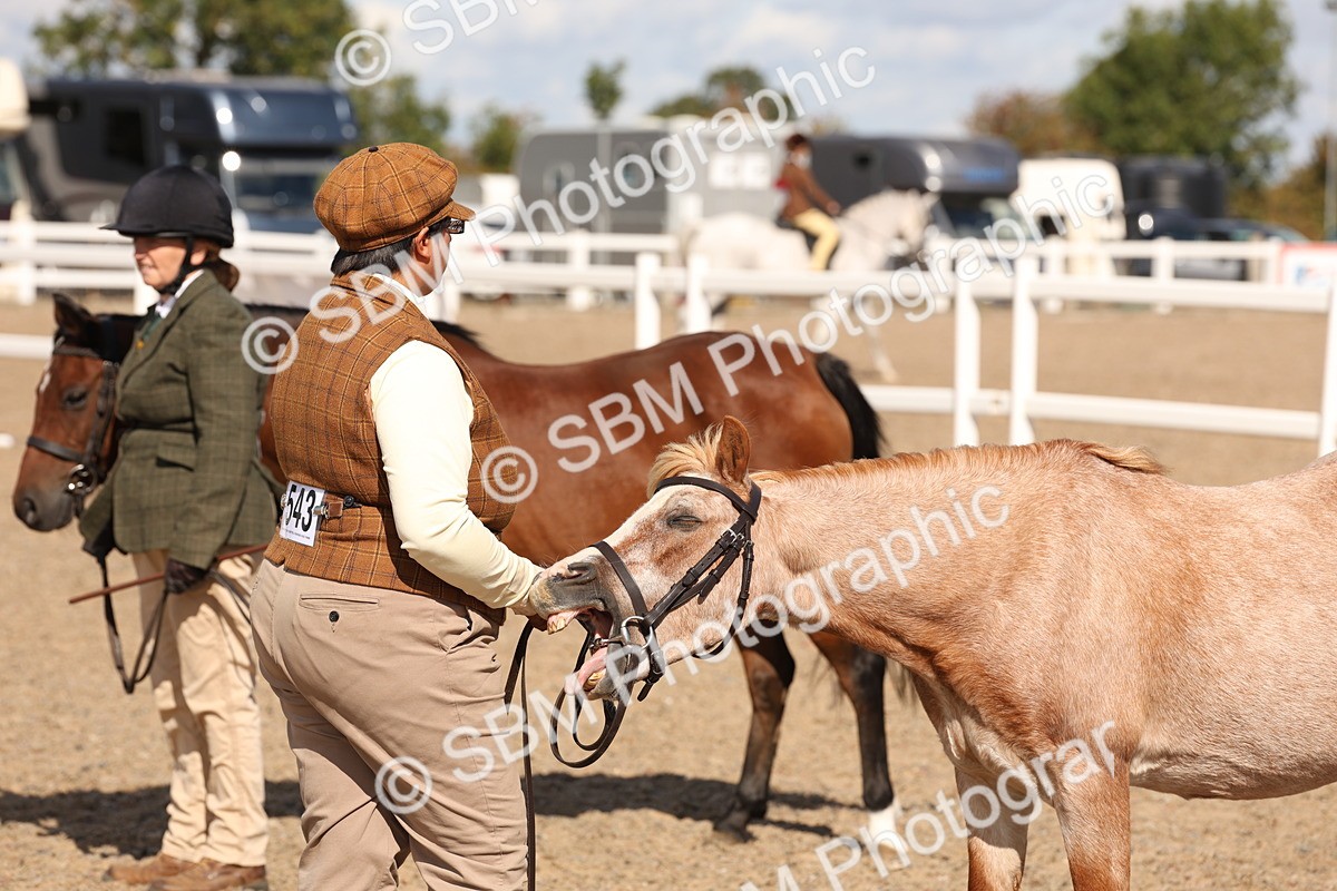 SBM_14126 - Class 207 - IH M&M