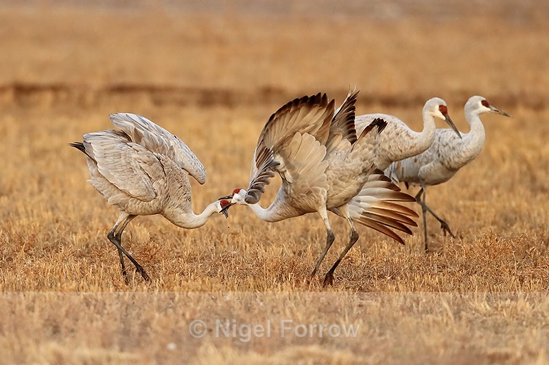 Sandhill Cranes fighting, Bosque del Apache, New Mexico - Sandhill Crane