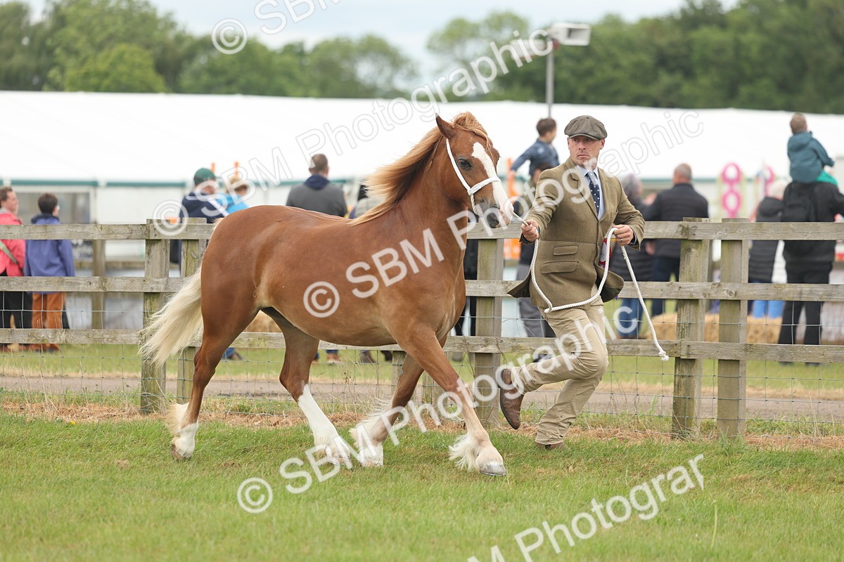SBM_05007 - Class 50-57 - M&M Welsh Pony In Hand