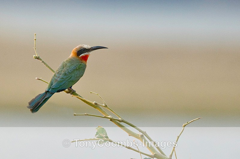 White-fronted Bee-eater - Mana Pools ~ The Birds