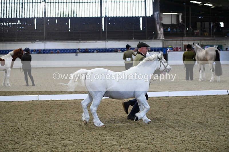 WJ5_3659 - Class 5 In Hand Veterans