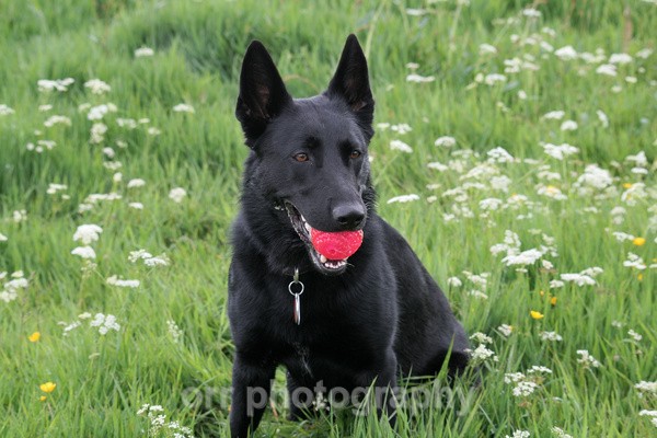 Ruby - Dogs