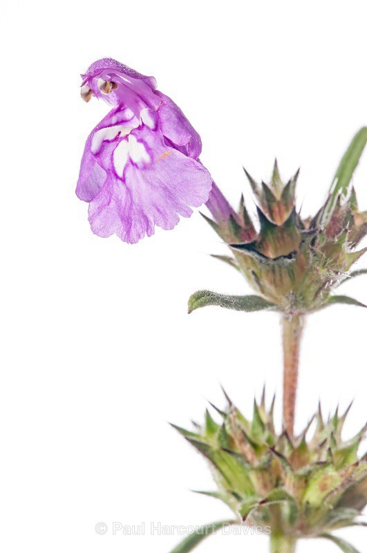 Red Hemp Nettle (Galeopisis angustifolium) - Plants - WB