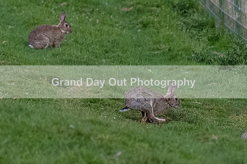 Hay-1 - Hay O Trail Race Tuesday 21st May 2024