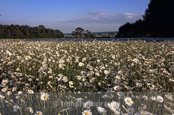 Daisy Field - Yorkshire Countryside