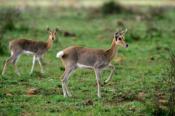 Mountain Reedbuck Nairobi National Park, Kenya