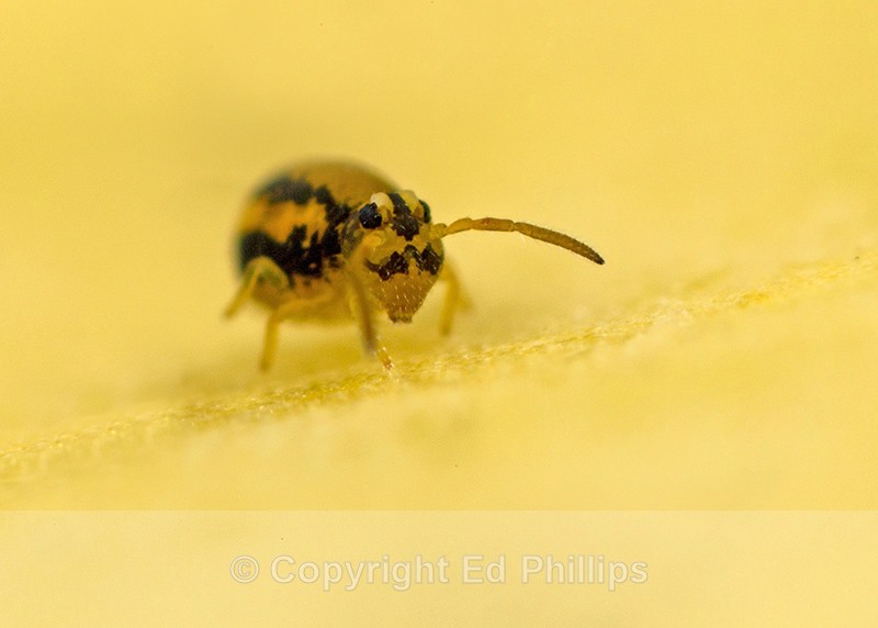 Sminthurinus elegans - Sminthurinus elegans