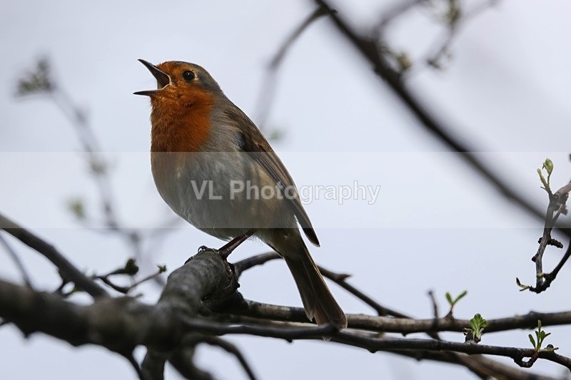 Robin - Animals and Birds