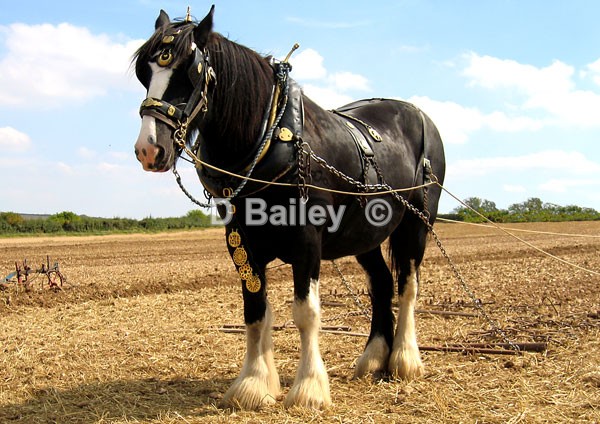 Shire-Horse - Mixture A4