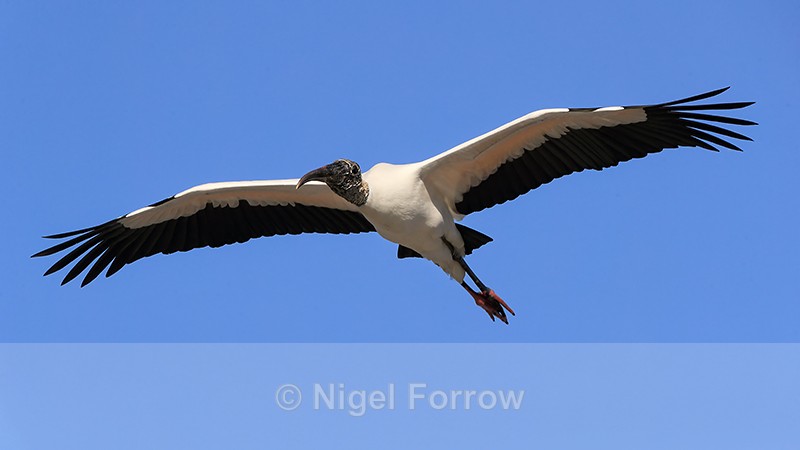 Wood Stork flying, Orlando, Florida - Wood Stork