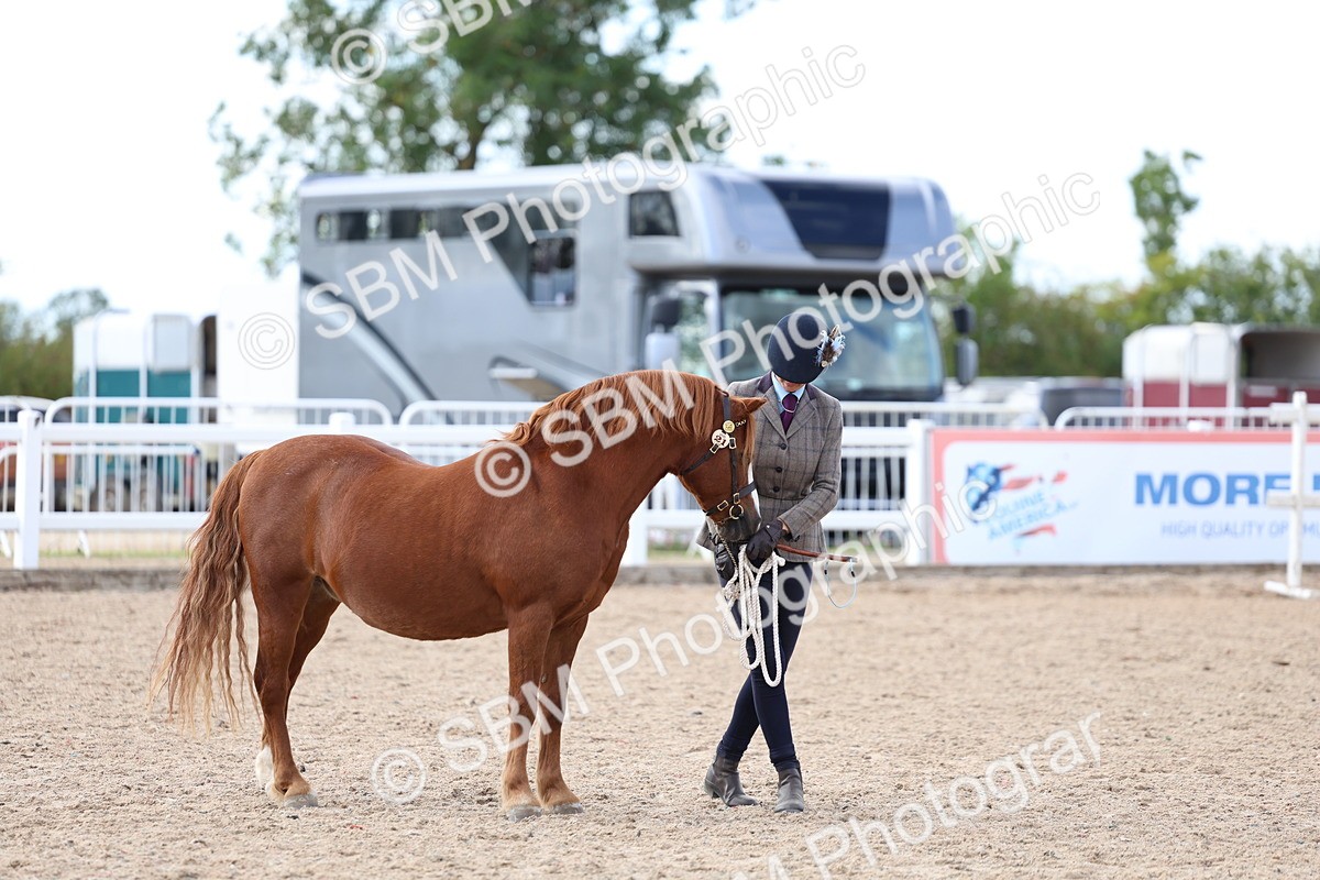 SBM_18736 - Class 317 - IH Pure Bred Horse-Pony