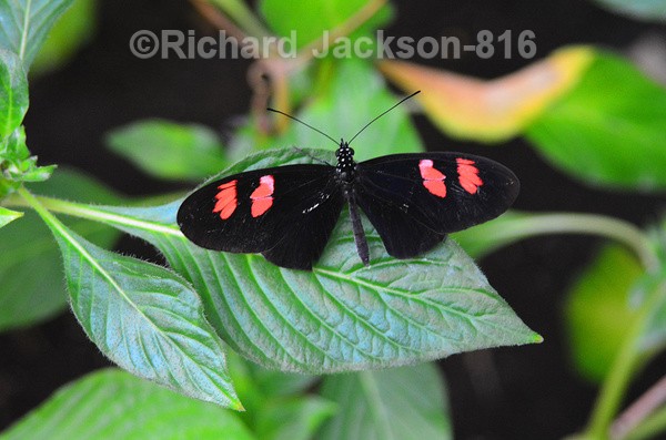 Crimson Patched - Butterfly Gallery