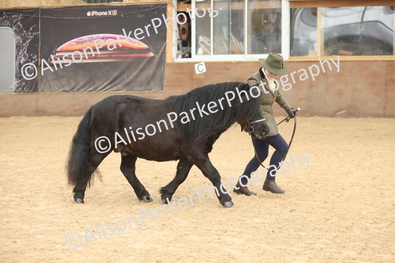 20251109-0079 - Class 4 - Stallions 4 Years and over