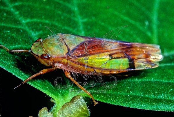 Leaf Hopper - ANIMALS